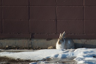 2011-04-21: Easter Bunny